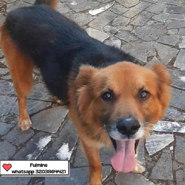 Fulmine 9 Anni Cerca Casa 