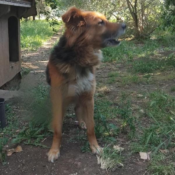 FULMINE 9 anni cerca casa  Foto 5