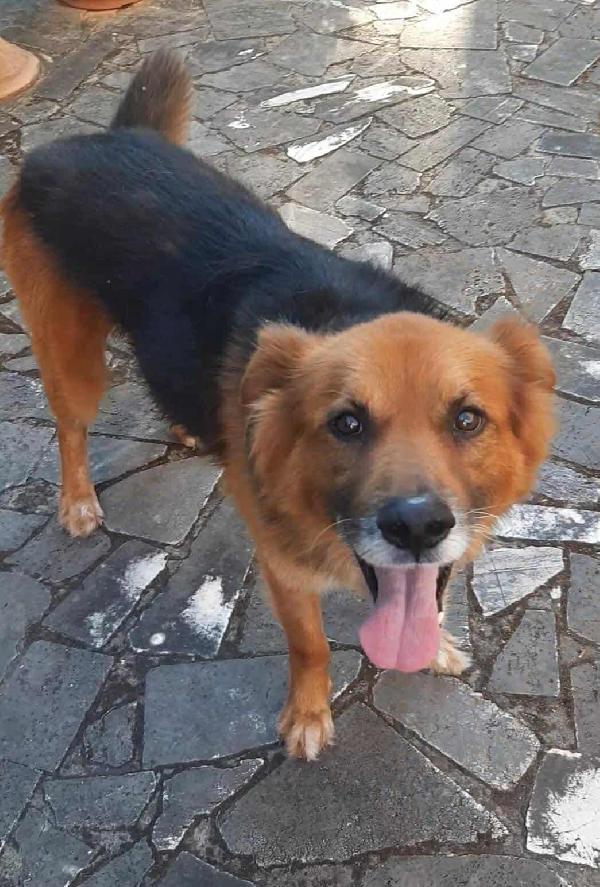 FULMINE 9 anni cerca casa  Foto 6