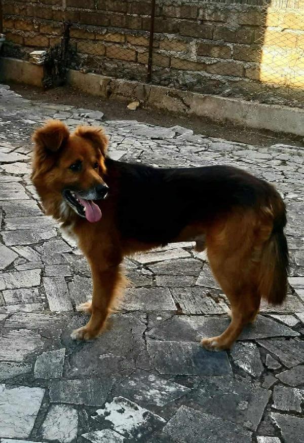 FULMINE 9 anni cerca casa  Foto 7