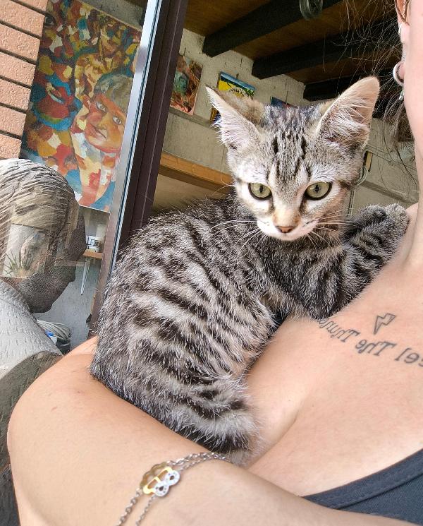Bibi Gattina Di Tre Mesi Cerca Amore
