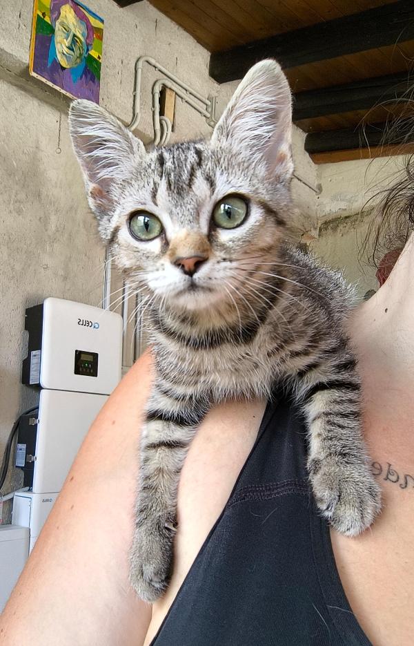 Bibi gattina di tre mesi cerca amore Foto 2