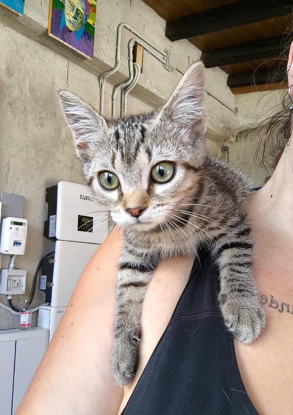 Bibi gattina di tre mesi cerca amore Foto 3