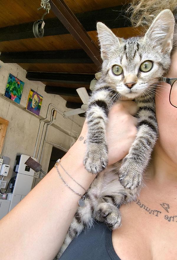 Bibi gattina di tre mesi cerca amore Foto 4