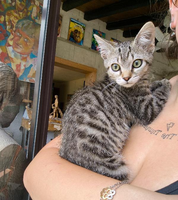 Bibi gattina di tre mesi cerca amore Foto 5
