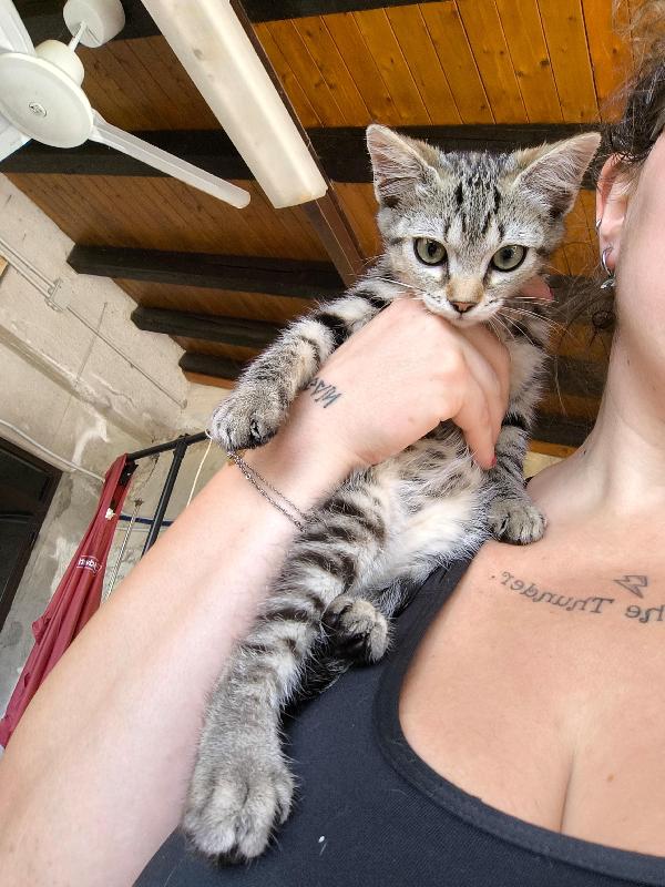 Bibi gattina di tre mesi cerca amore Foto 6