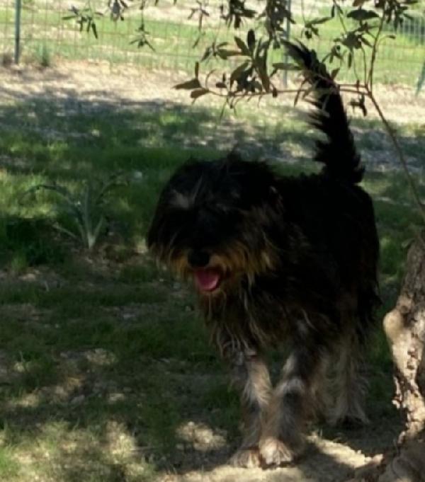 Milo simil spinoncino adulto kg16 aspetta da tanto SICILIA  Foto 2
