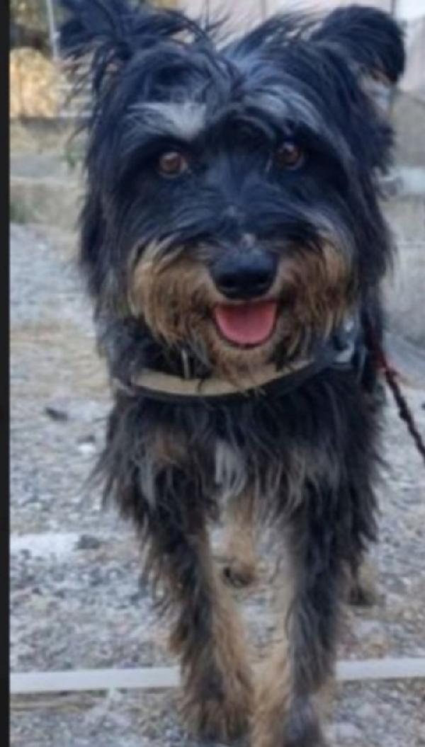 Milo Simil Spinoncino Adulto Kg16 Aspetta Da Tanto Sicilia 