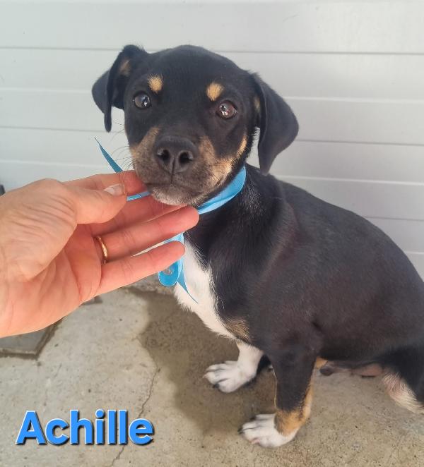 Achille Cucciola Maschio Taglia 15 Kg