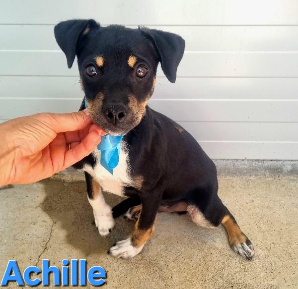 ACHILLE CUCCIOLA MASCHIO TAGLIA 15 KG Foto 2