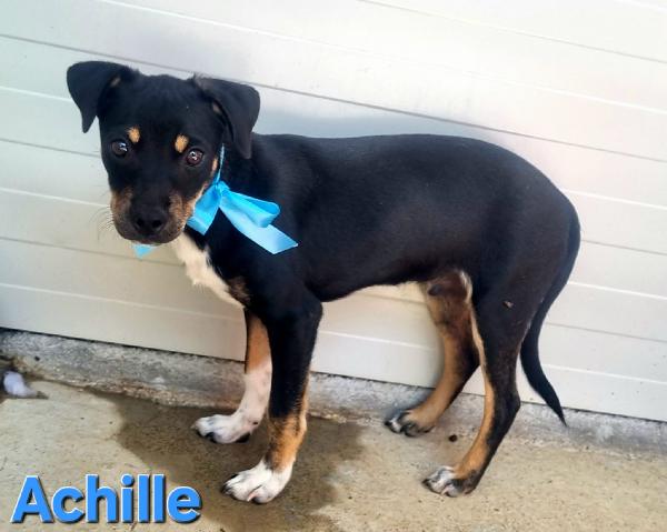 ACHILLE CUCCIOLA MASCHIO TAGLIA 15 KG Foto 3