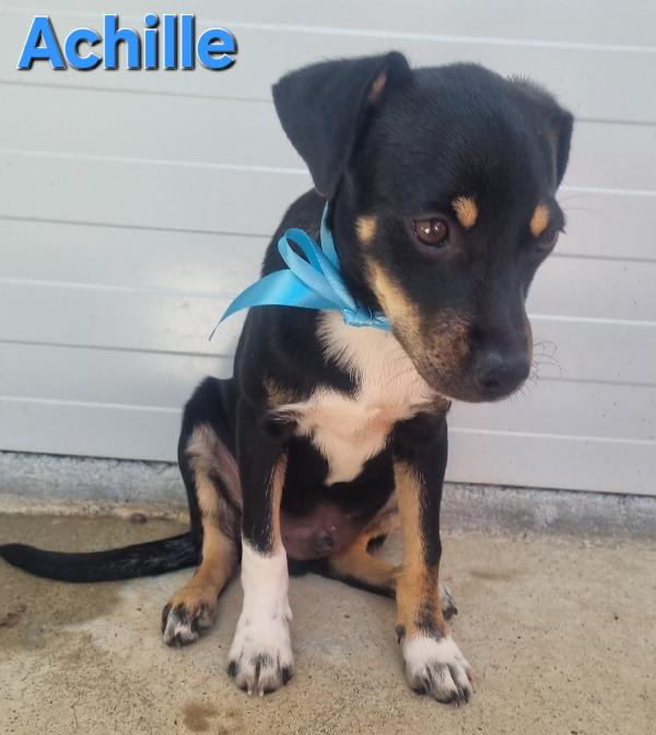 ACHILLE CUCCIOLA MASCHIO TAGLIA 15 KG Foto 5