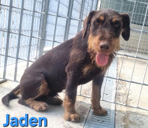 Jaden Maschio Jagdterrier