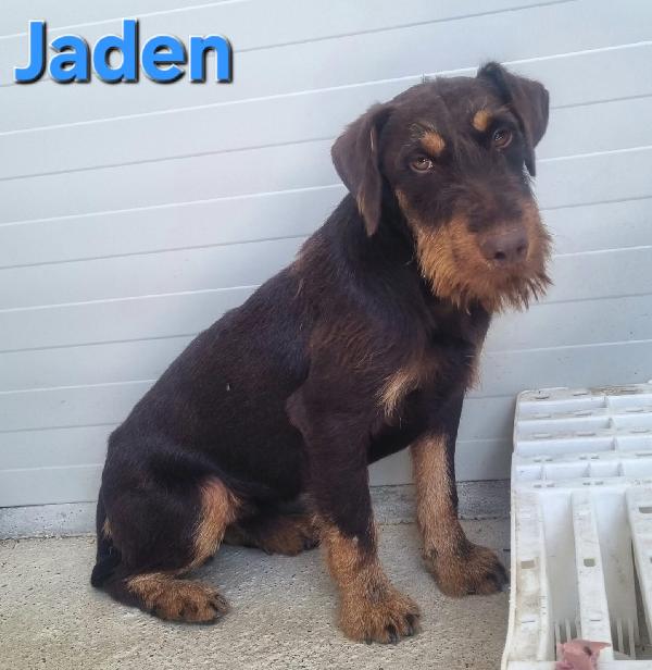 JADEN MASCHIO JAGDTERRIER Foto 3