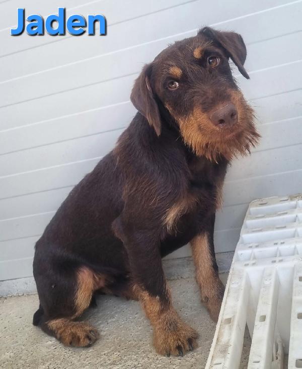JADEN MASCHIO JAGDTERRIER Foto 4