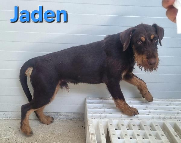 JADEN MASCHIO JAGDTERRIER Foto 5