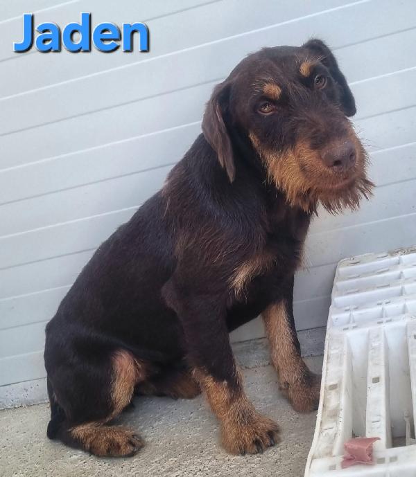 JADEN MASCHIO JAGDTERRIER Foto 6
