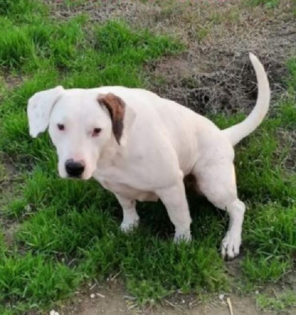 Bianca Mix Dogo/Pit 4Anni In Canile Da Troppo 