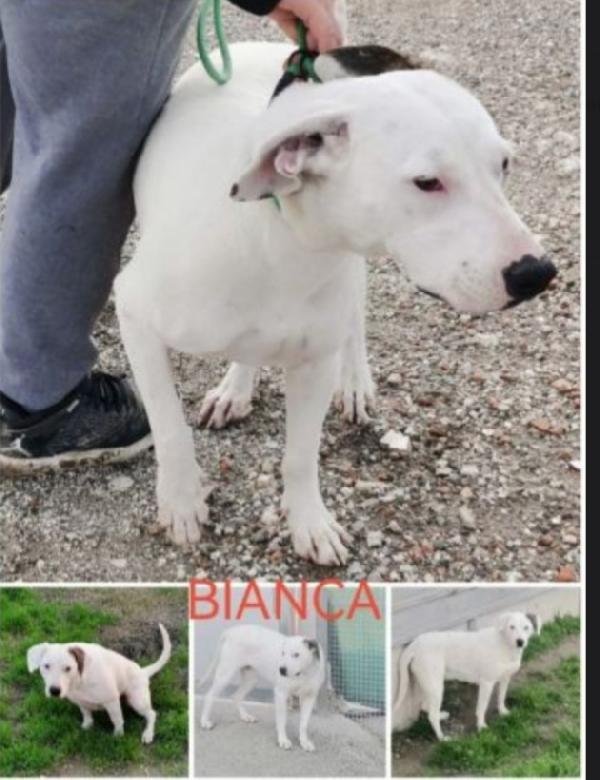 Bianca mix Dogo/Pit 4anni in canile da troppo  Foto 2