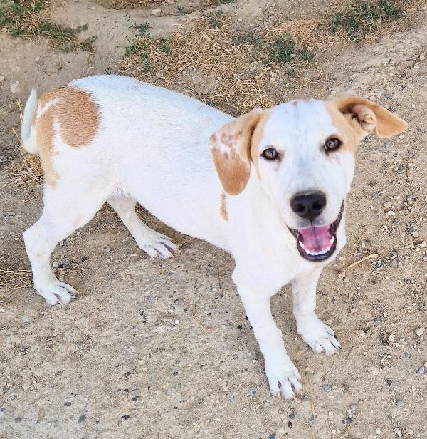 Jake,In Canile Si Dispera.adottabile In Tutta Italia|