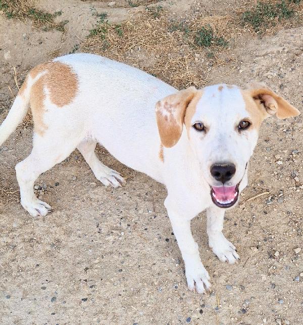 JAKE,IN CANILE SI DISPERA.ADOTTABILE IN TUTTA ITALIA| Foto 2
