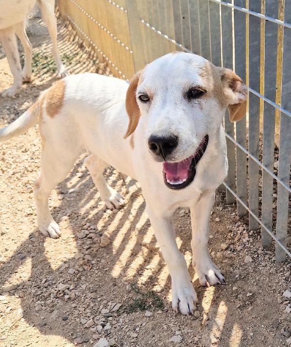 JAKE,IN CANILE SI DISPERA.ADOTTABILE IN TUTTA ITALIA| Foto 3