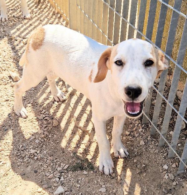 JAKE,IN CANILE SI DISPERA.ADOTTABILE IN TUTTA ITALIA| Foto 4