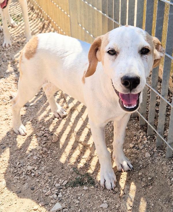 JAKE,IN CANILE SI DISPERA.ADOTTABILE IN TUTTA ITALIA| Foto 6