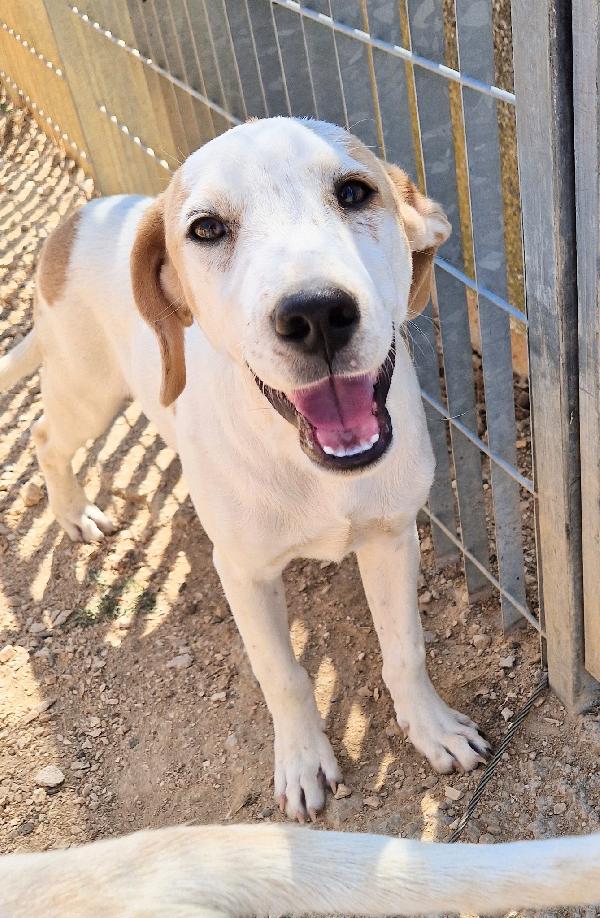 JAKE,IN CANILE SI DISPERA.ADOTTABILE IN TUTTA ITALIA| Foto 7