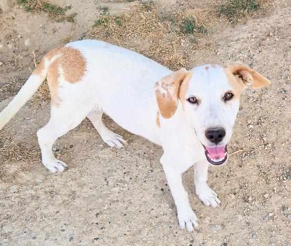 JAKE,IN CANILE SI DISPERA.ADOTTABILE IN TUTTA ITALIA| Foto 8