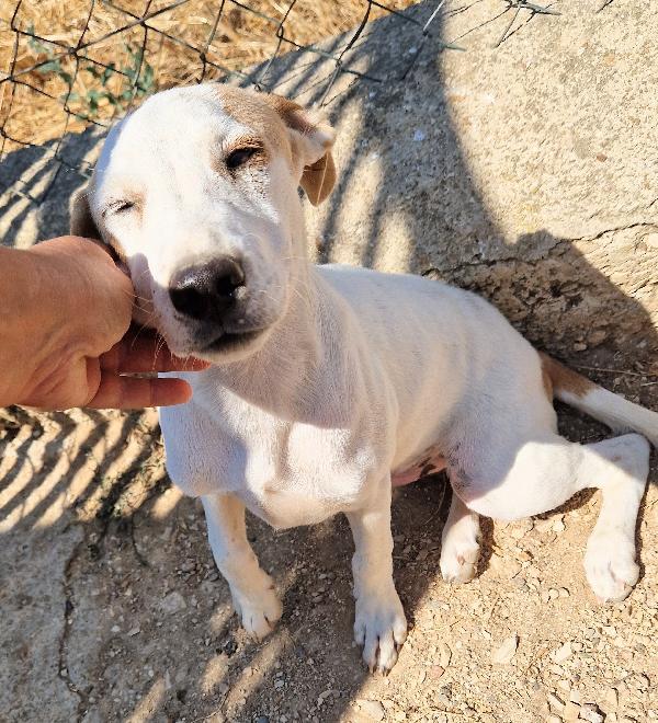 JAKE,IN CANILE SI DISPERA.ADOTTABILE IN TUTTA ITALIA| Foto 9