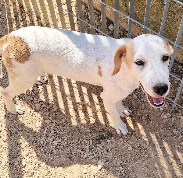 JAKE,IN CANILE SI DISPERA.ADOTTABILE IN TUTTA ITALIA| Foto 10
