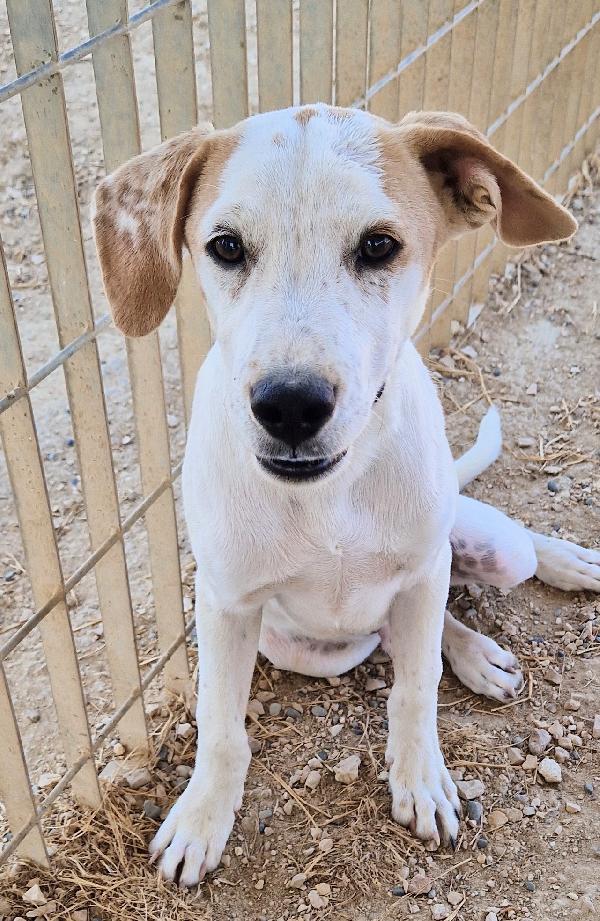 JAKE,IN CANILE SI DISPERA.ADOTTABILE IN TUTTA ITALIA| Foto 11