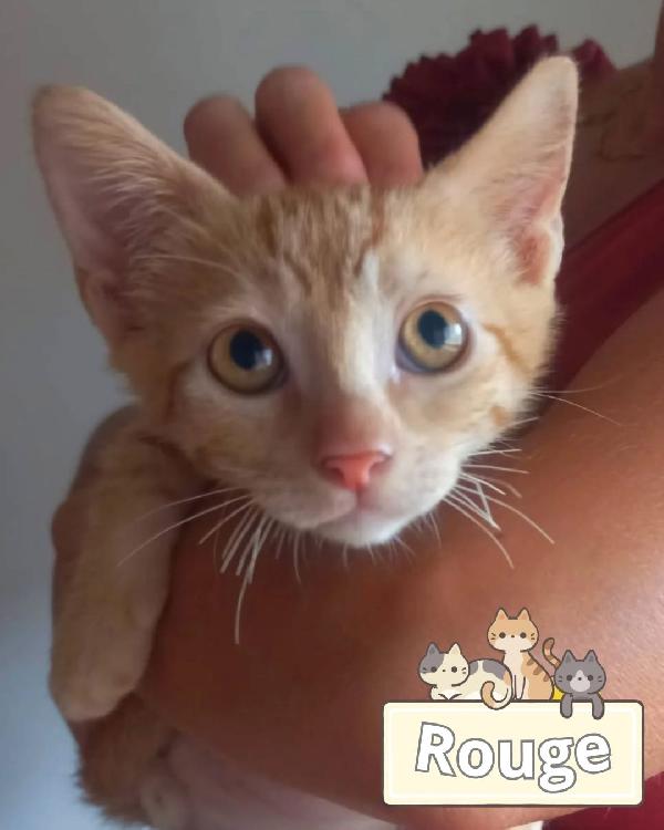 Rouge Dolce Gattino Rosso  2 Mesi Cerca Casa