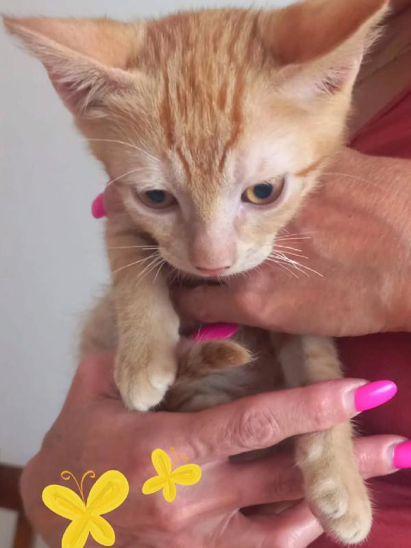 ROUGE dolce gattino rosso  2 mesi cerca casa Foto 2