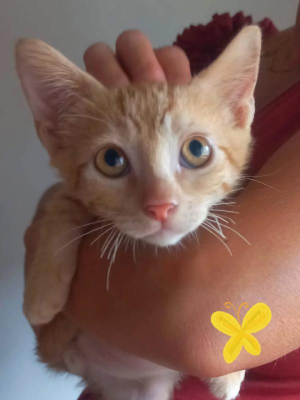 ROUGE dolce gattino rosso  2 mesi cerca casa Foto 3