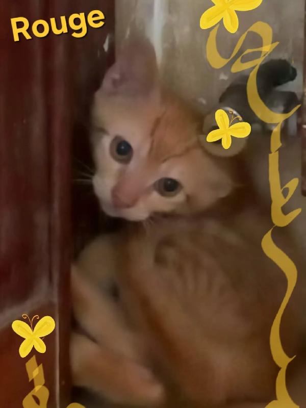 ROUGE dolce gattino rosso  2 mesi cerca casa Foto 4