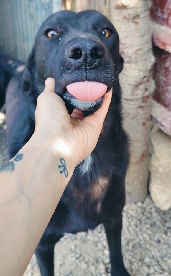 CARLO Foto 4