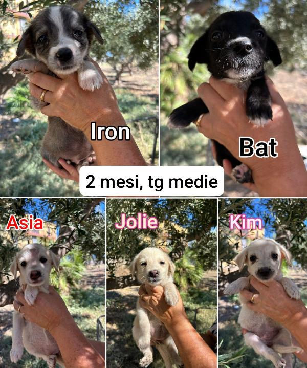 Emergenza Cuccioli!