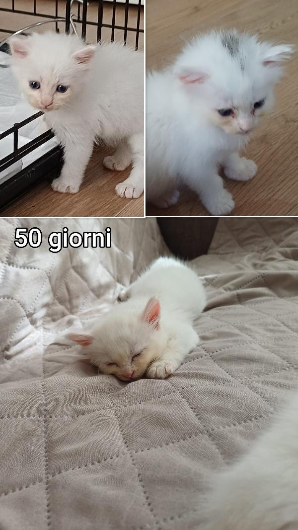 Siamo Sommerse Dai Gattini 