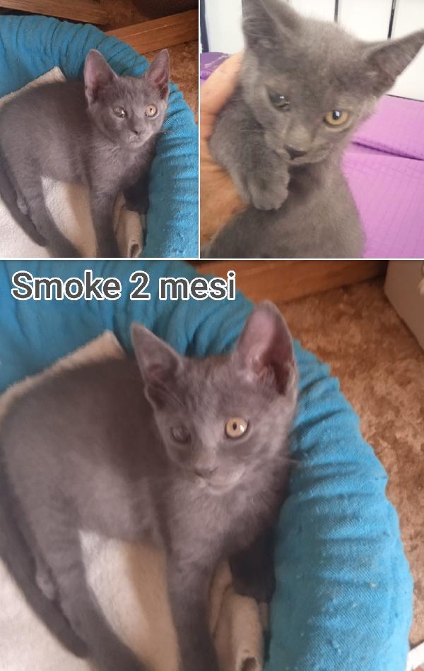 Siamo sommerse dai gattini  Foto 2