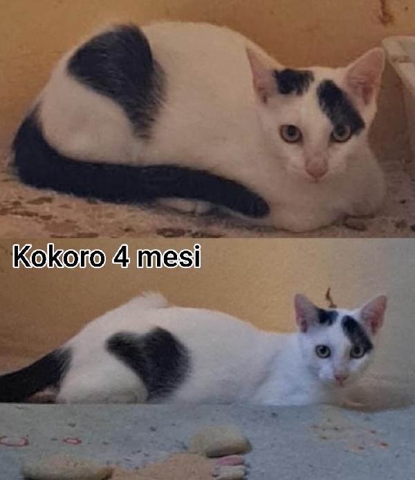 Siamo sommerse dai gattini  Foto 4