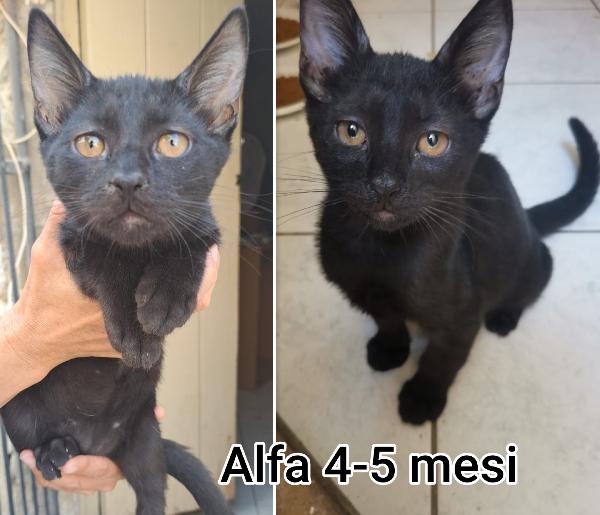 Siamo sommerse dai gattini  Foto 6