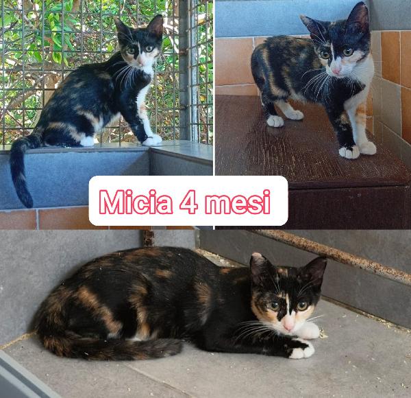 Siamo sommerse dai gattini  Foto 8