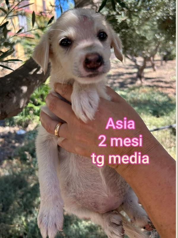 2 Mesi: Adozioni Urgenti 
