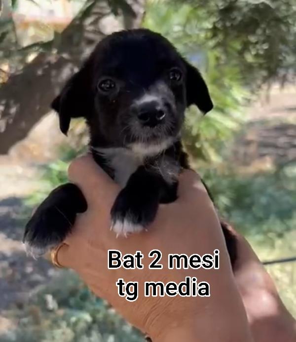 2 mesi: adozioni urgenti  Foto 2