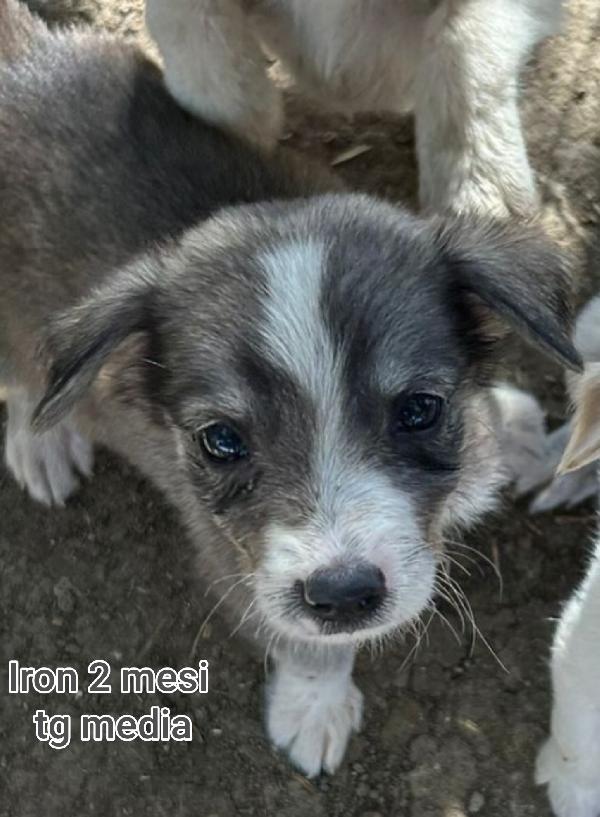 2 mesi: adozioni urgenti  Foto 3