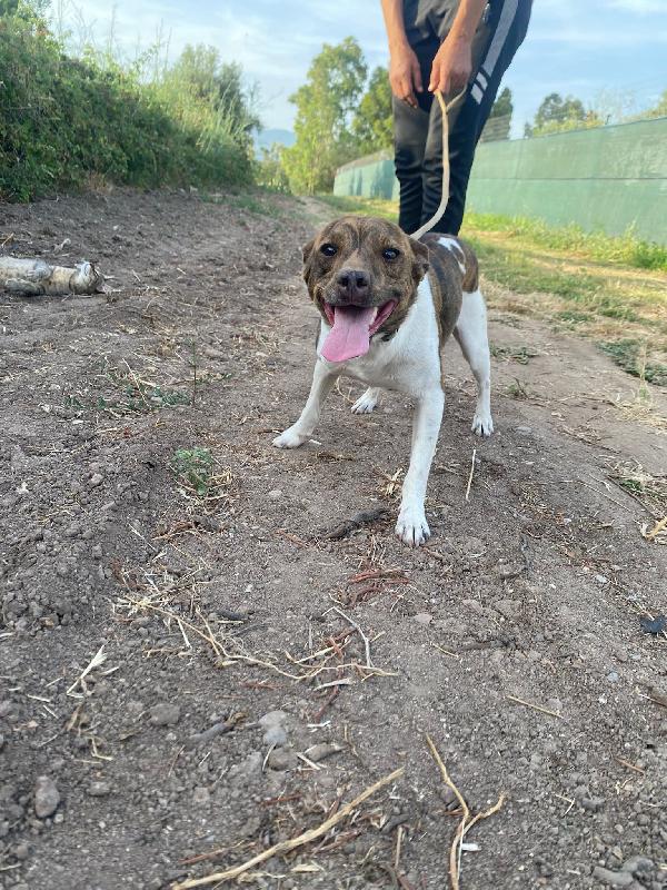 Biscotto 20Mesi Kg 6 Sardegna Sos 