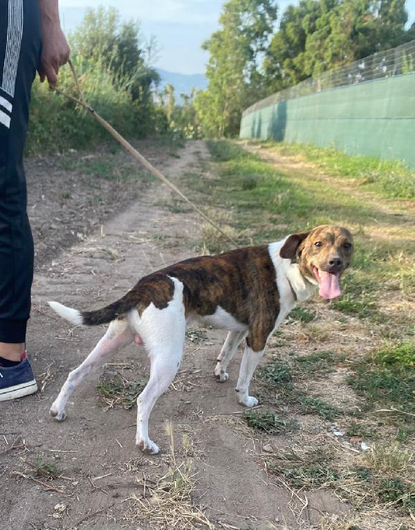 Biscotto 20mesi kg 6 SARDEGNA SOS  Foto 4