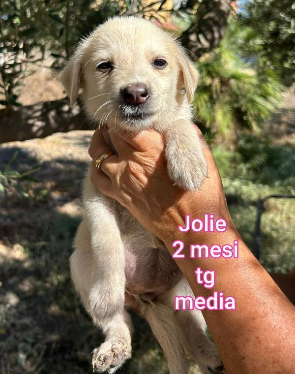 Cuccioli buttati a morire Foto 2